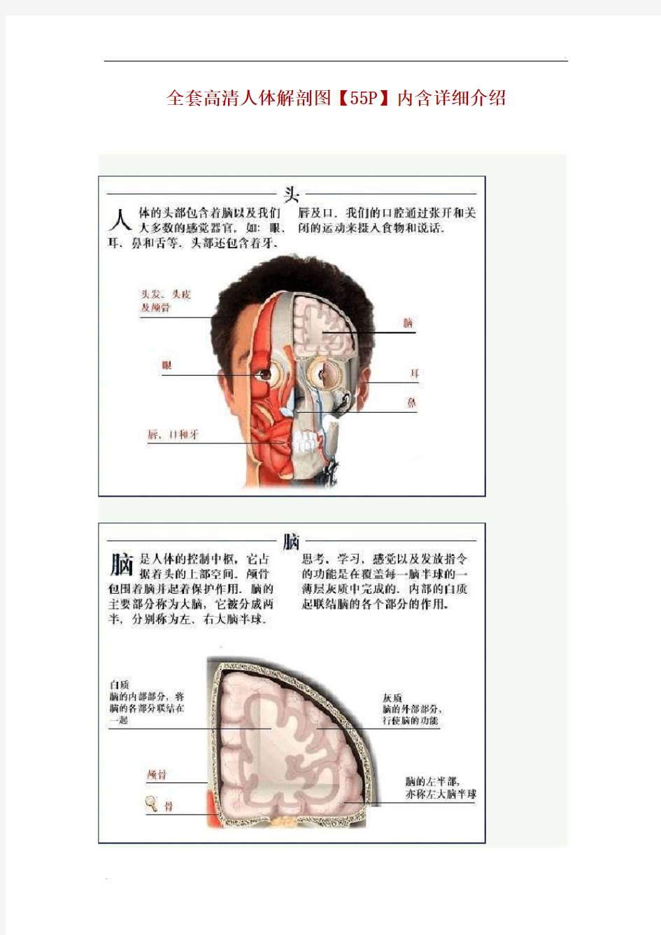 全套高清人体解剖图【55P】内含详细介绍