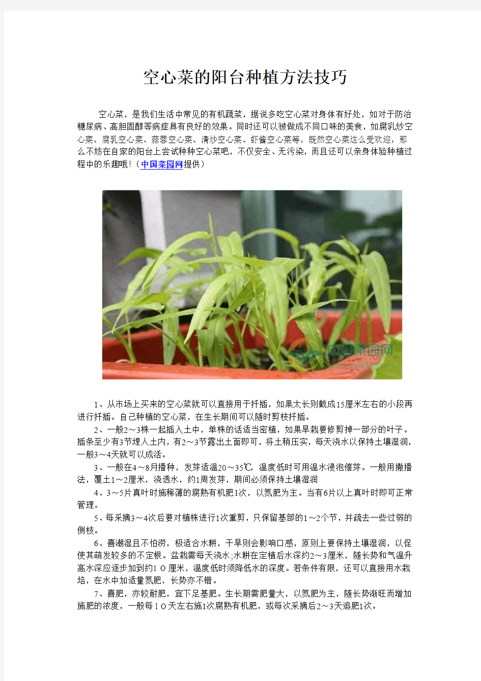 空心菜的阳台种植方法技巧