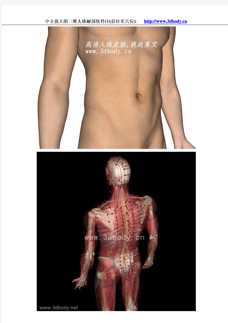 3D人体解剖图(针炙穴位图)