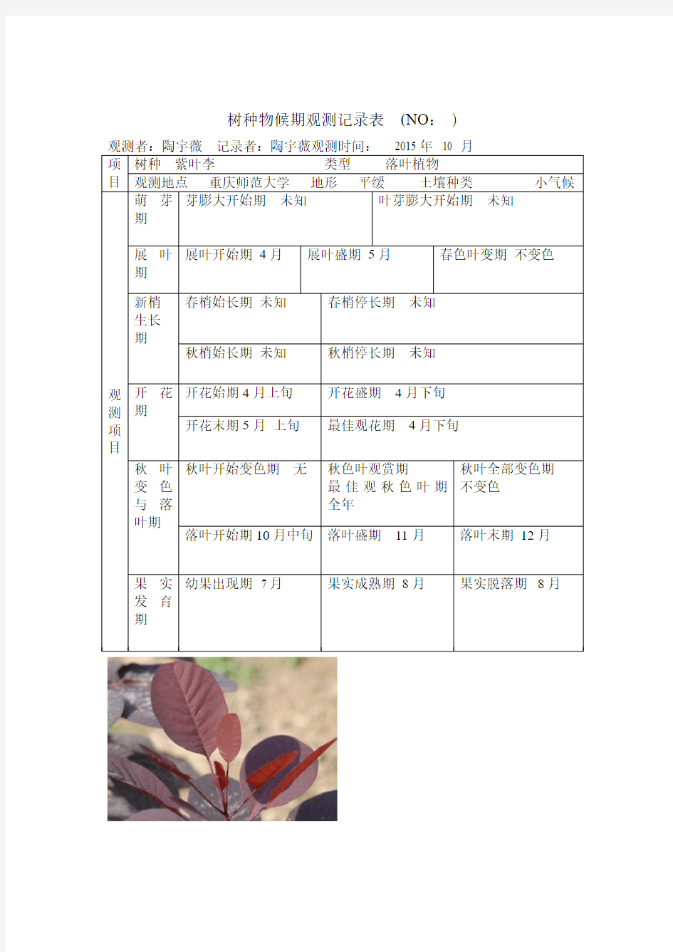 紫叶李物候期观测记录