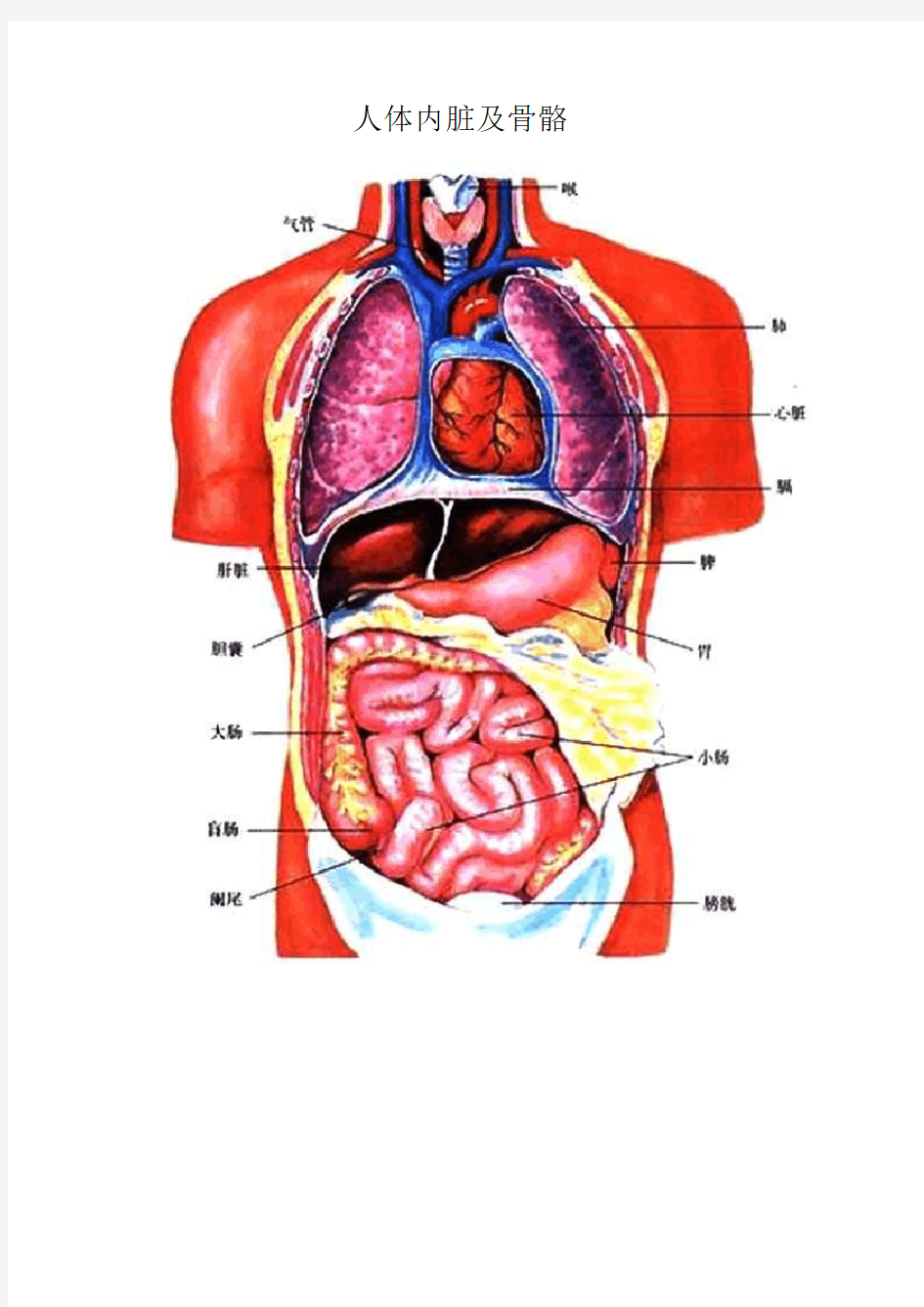 人体内脏及骨骼t