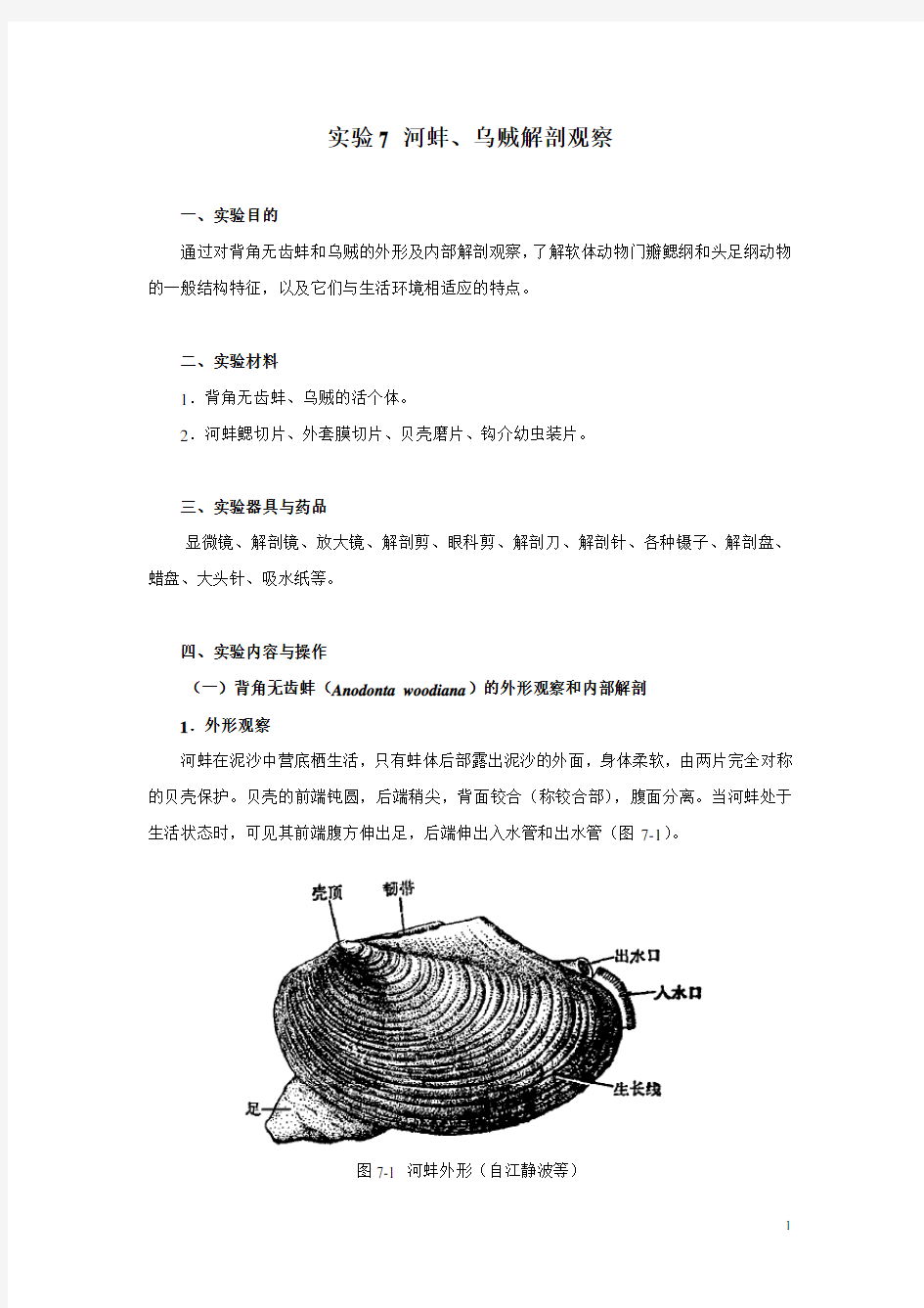 乌贼解剖观察