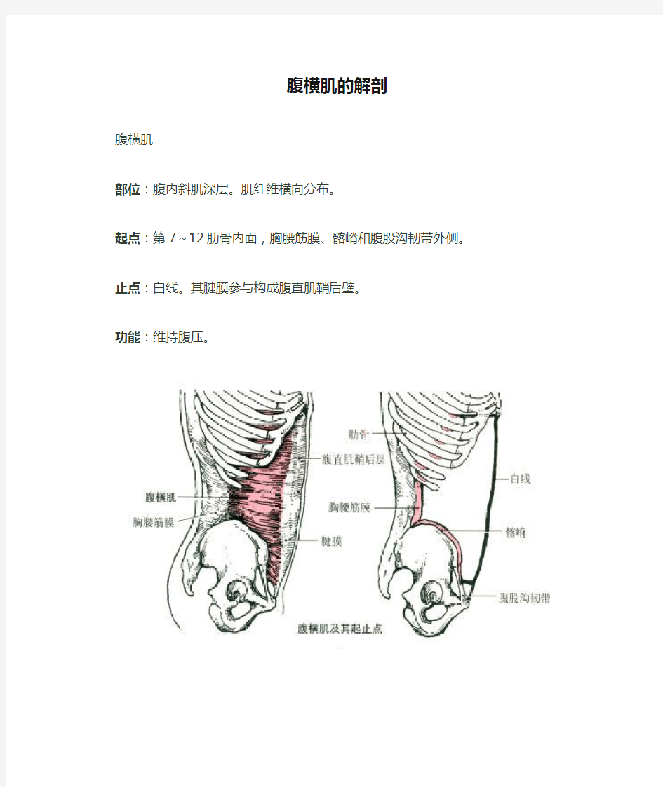 腹横肌的解剖