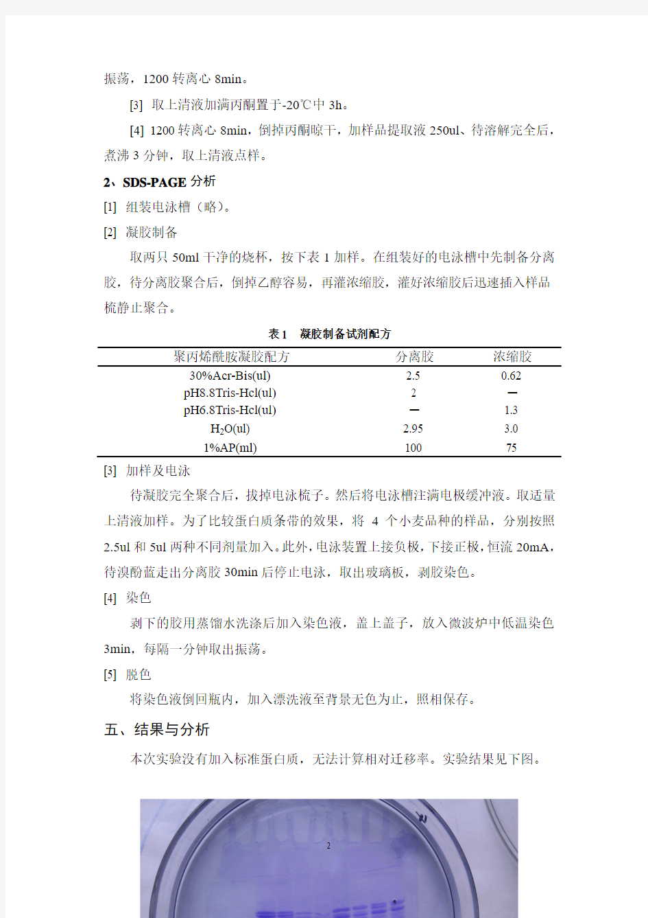 实验报告 小麦种子储藏蛋白