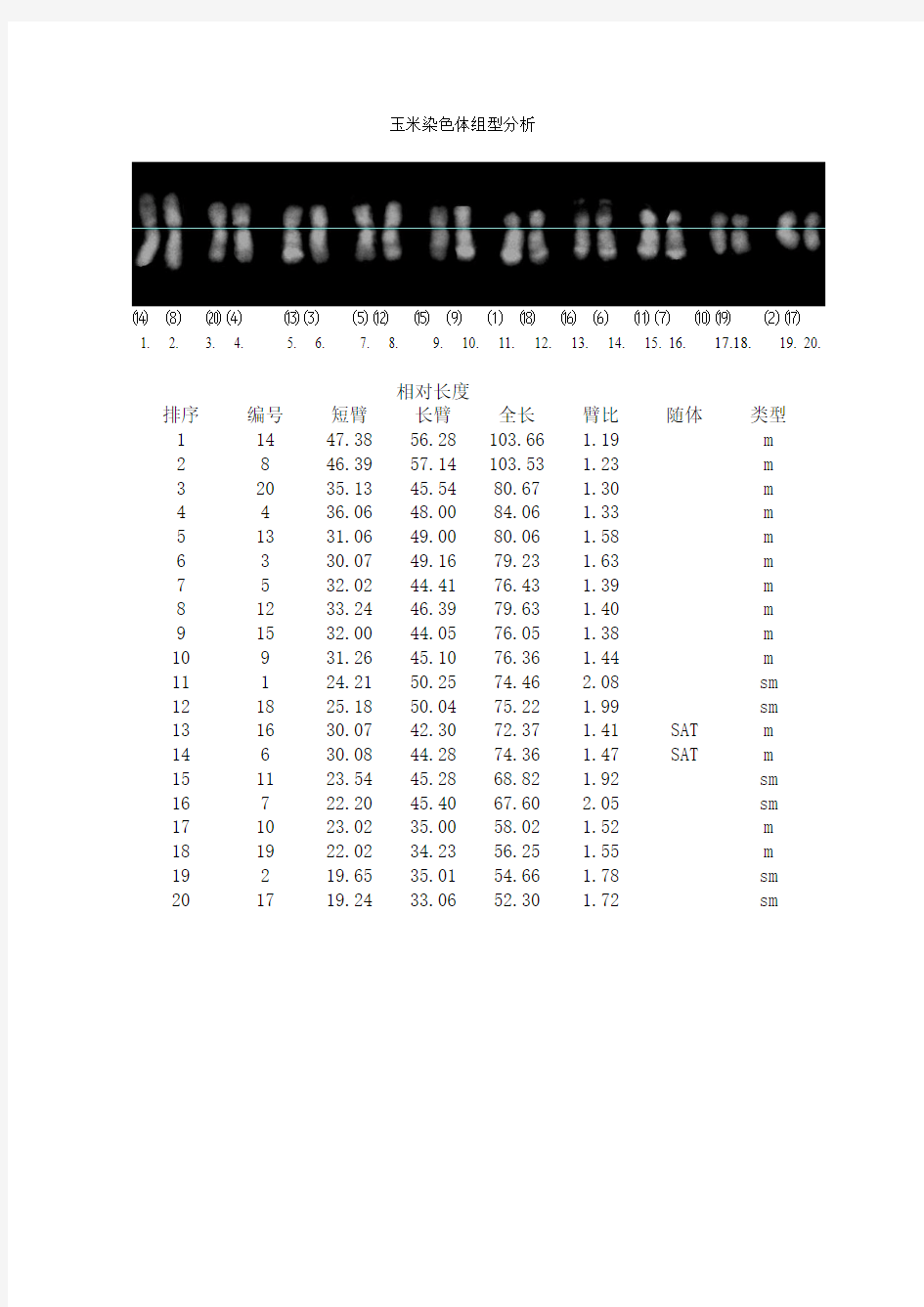 玉米染色体组型分析