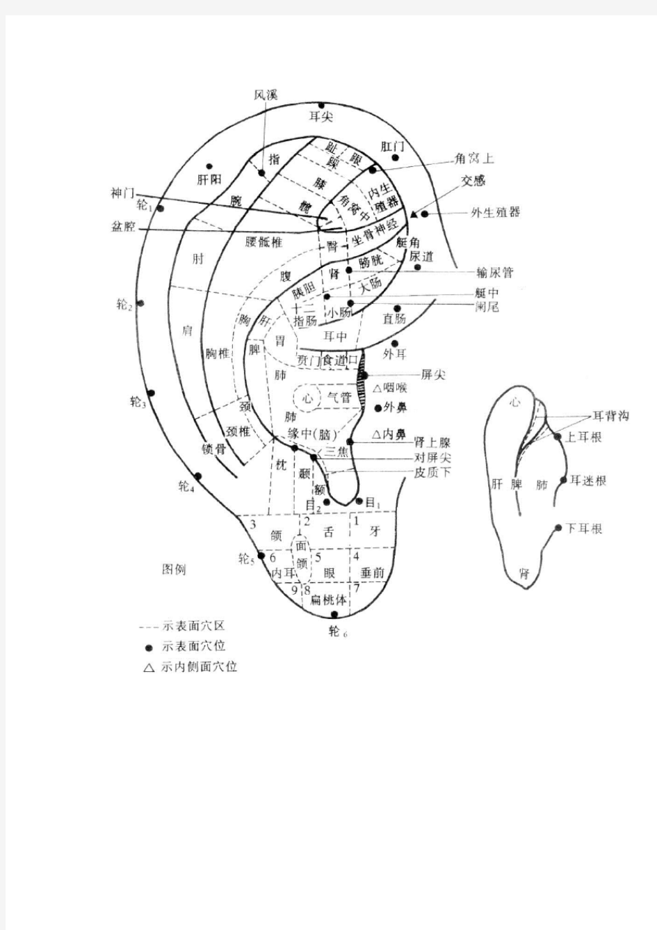 耳朵人体全息图