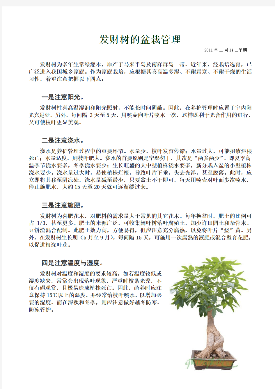 发财树盆栽