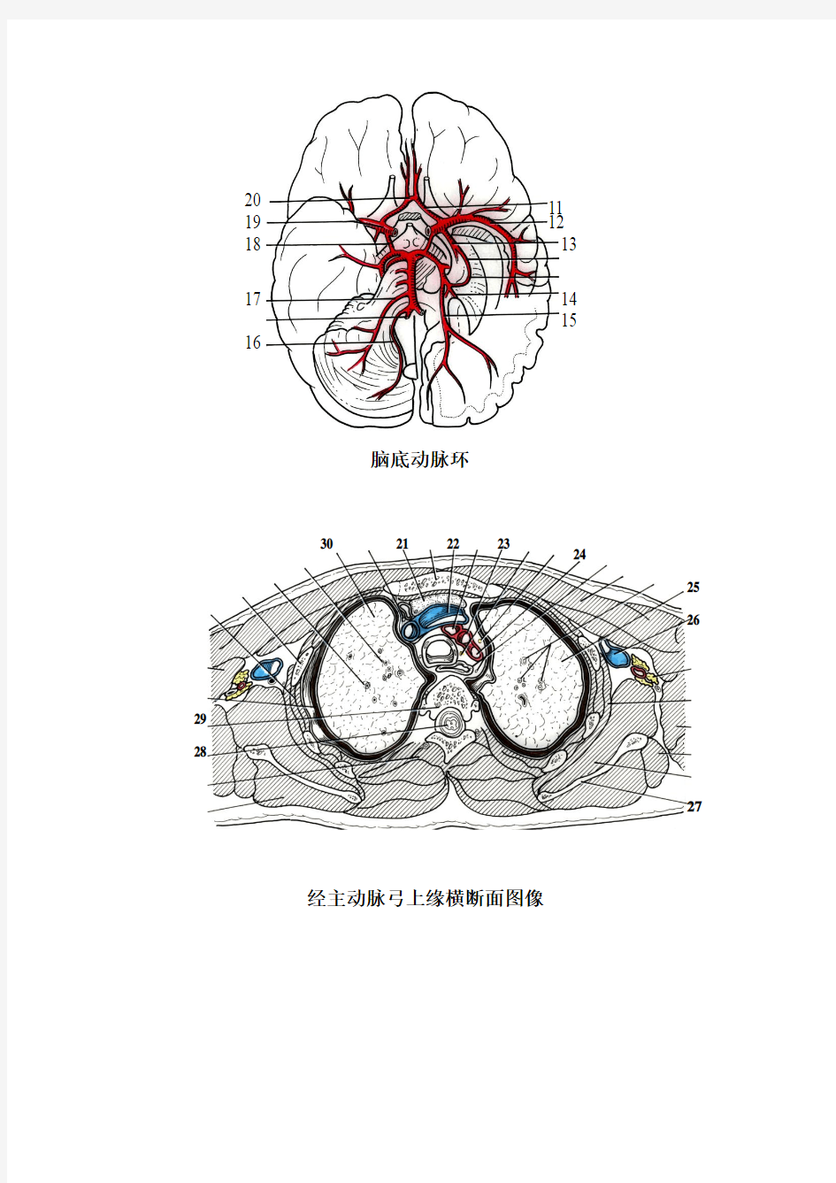 断层解剖学_刘树伟_00级七年制断层解剖学试题中文