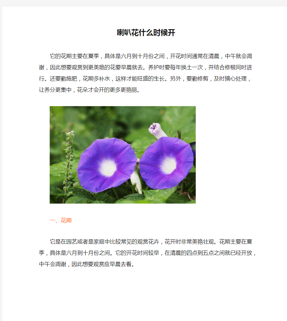 喇叭花什么时候开