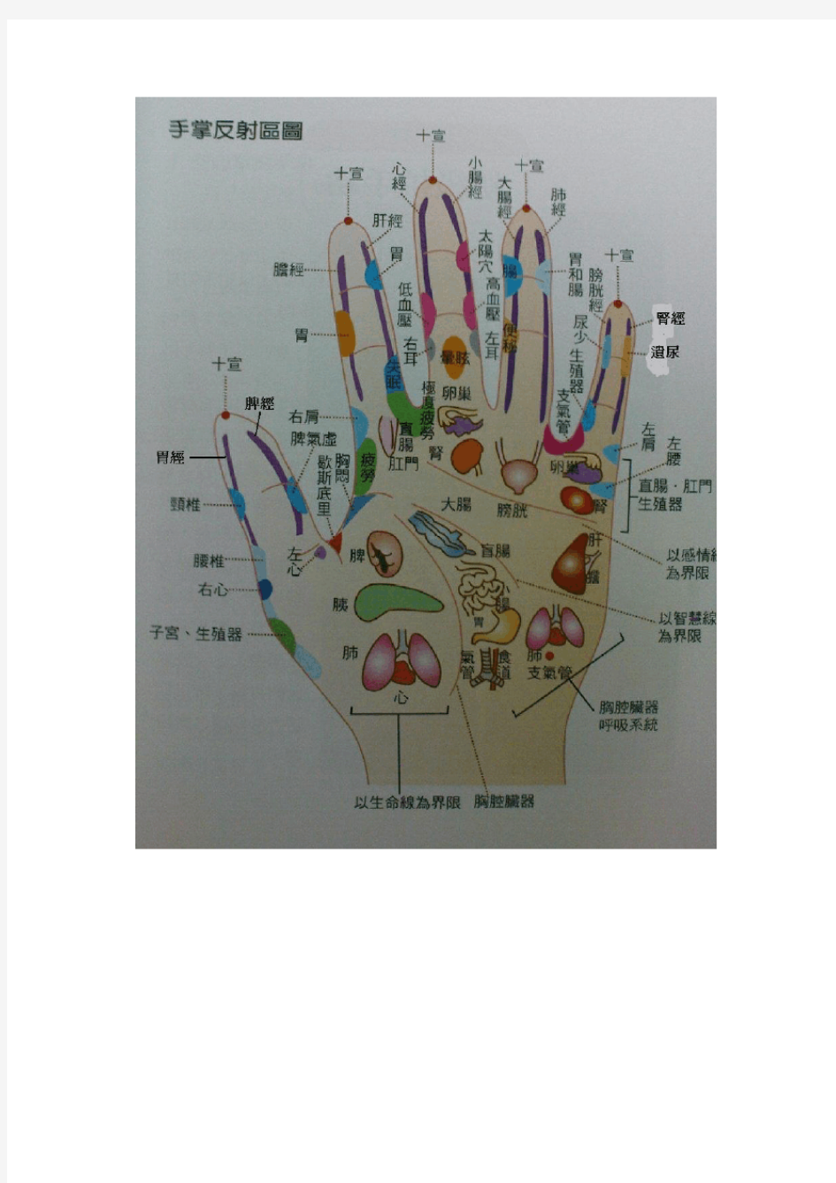 最全!手部反射区与全息图【转】