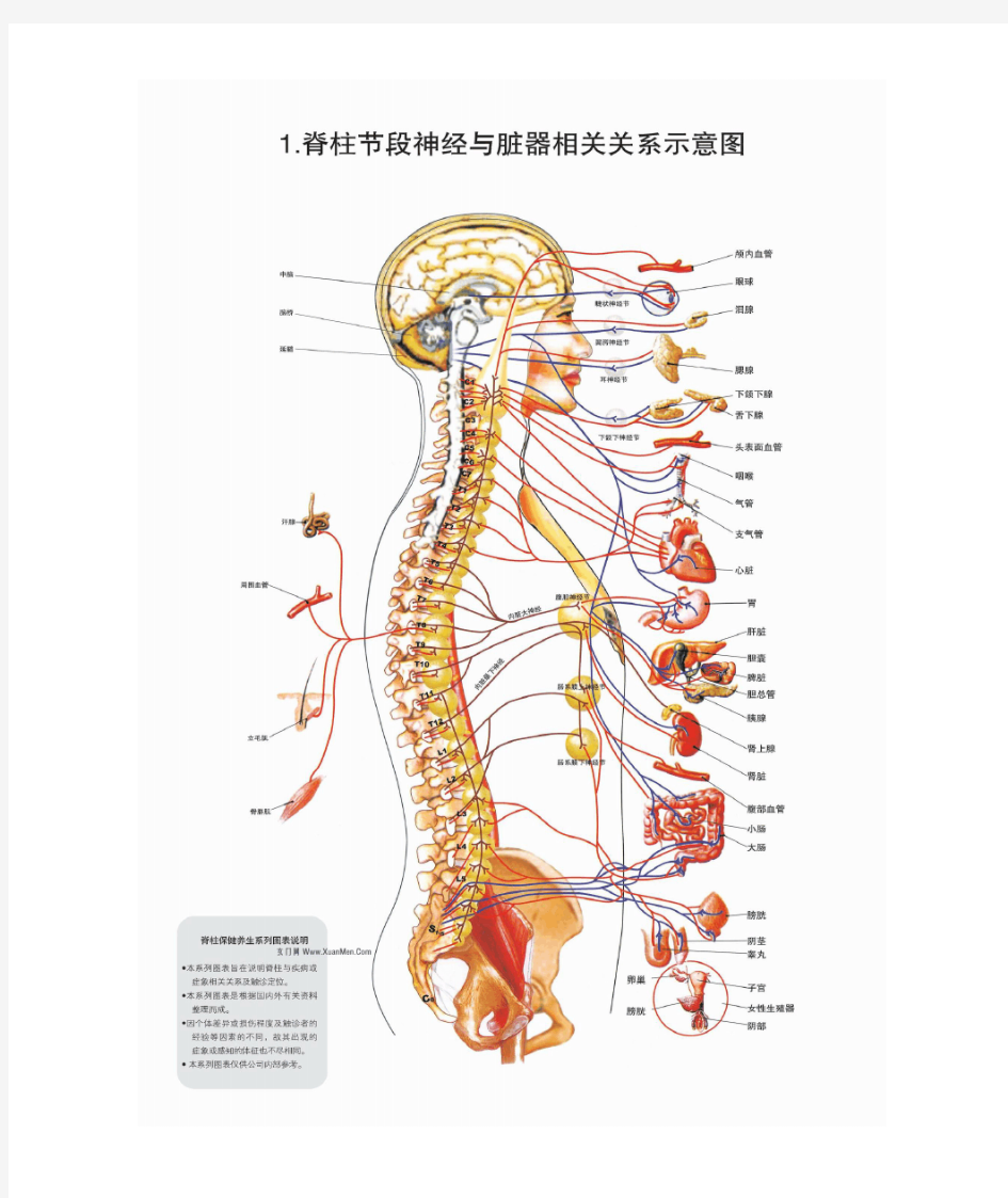 脊柱相关疾病图解-整脊疗法(高清)