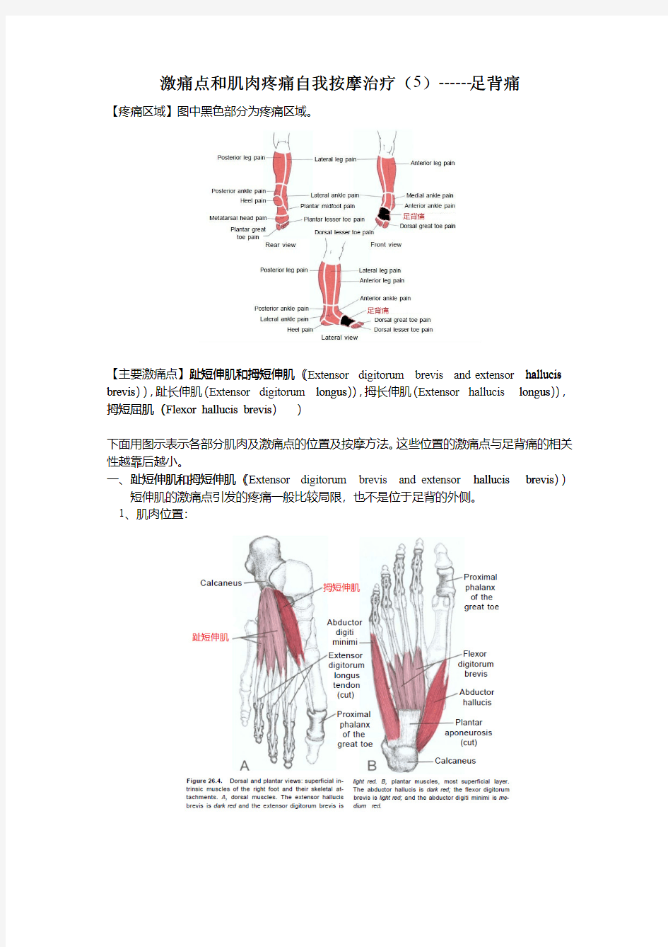 激痛点和肌肉疼痛自我按摩治疗(5)——足背痛