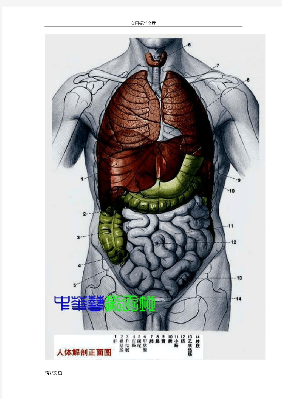 最全的人体内脏结构图(医学图谱)49024