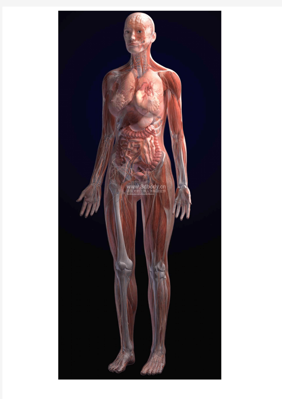 全套精美3D人体解剖图谱