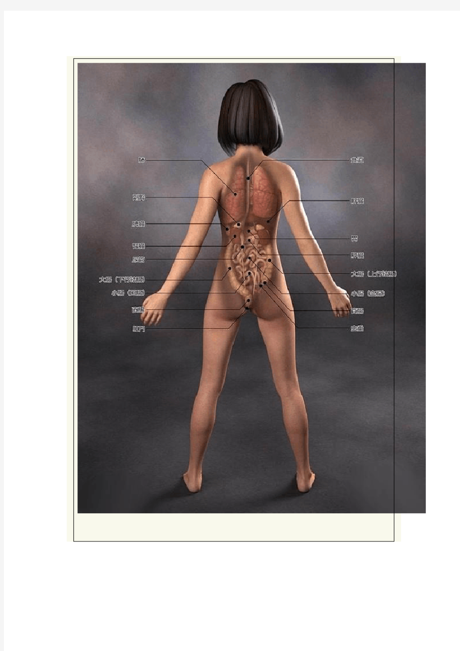 日本医学女性人体3D解剖图