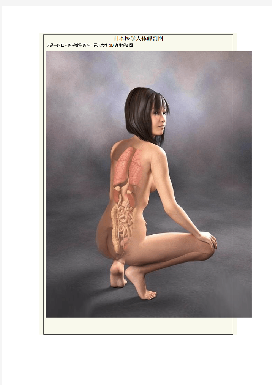 日本医学女性人体3D解剖图
