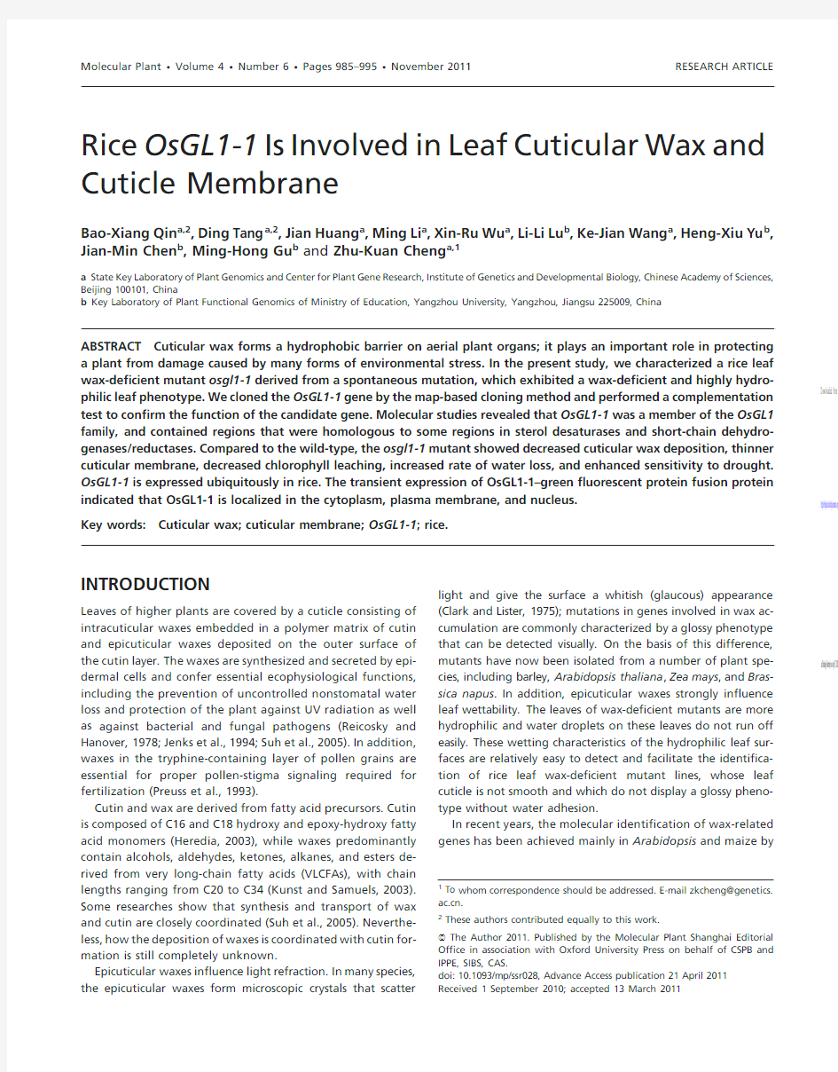 Rice OsGL1-1 Is Involved in Leaf Cuticular Wax and Cuticle Membrane