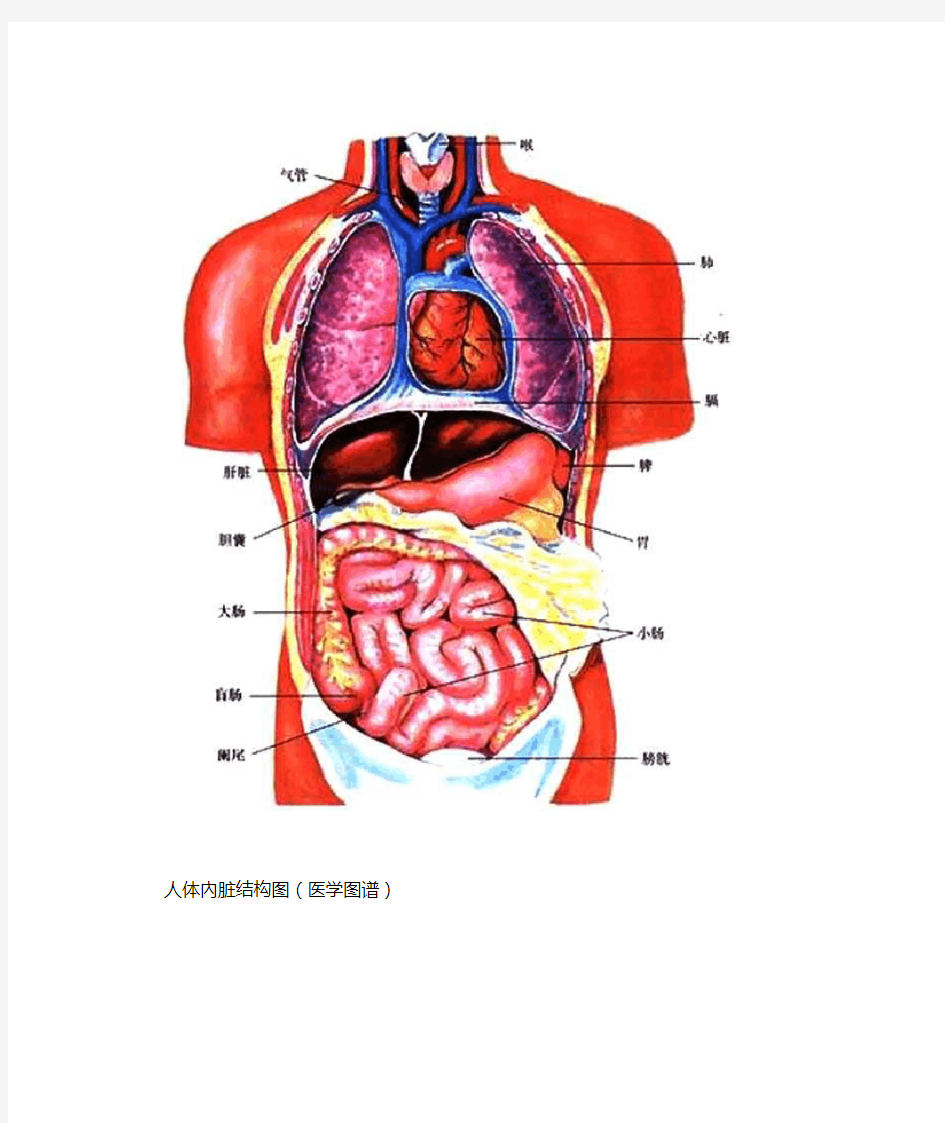 人体内脏位置分布图
