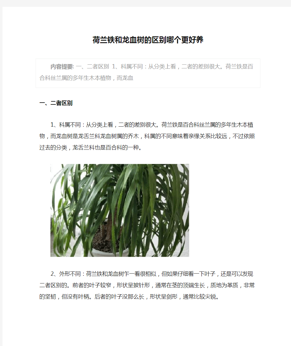 荷兰铁和龙血树的区别哪个更好养