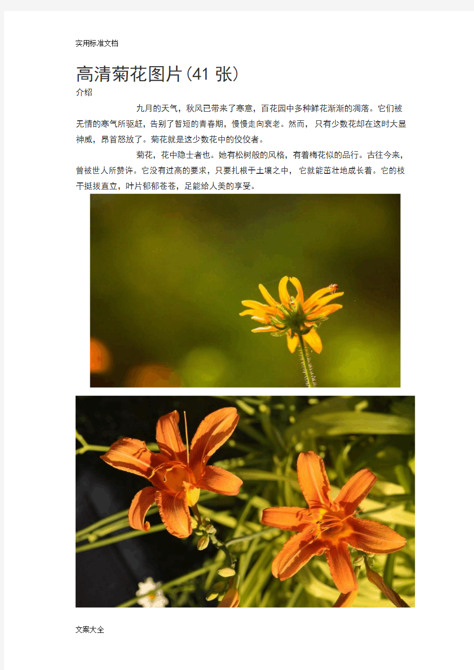 高清菊花图片(41张)