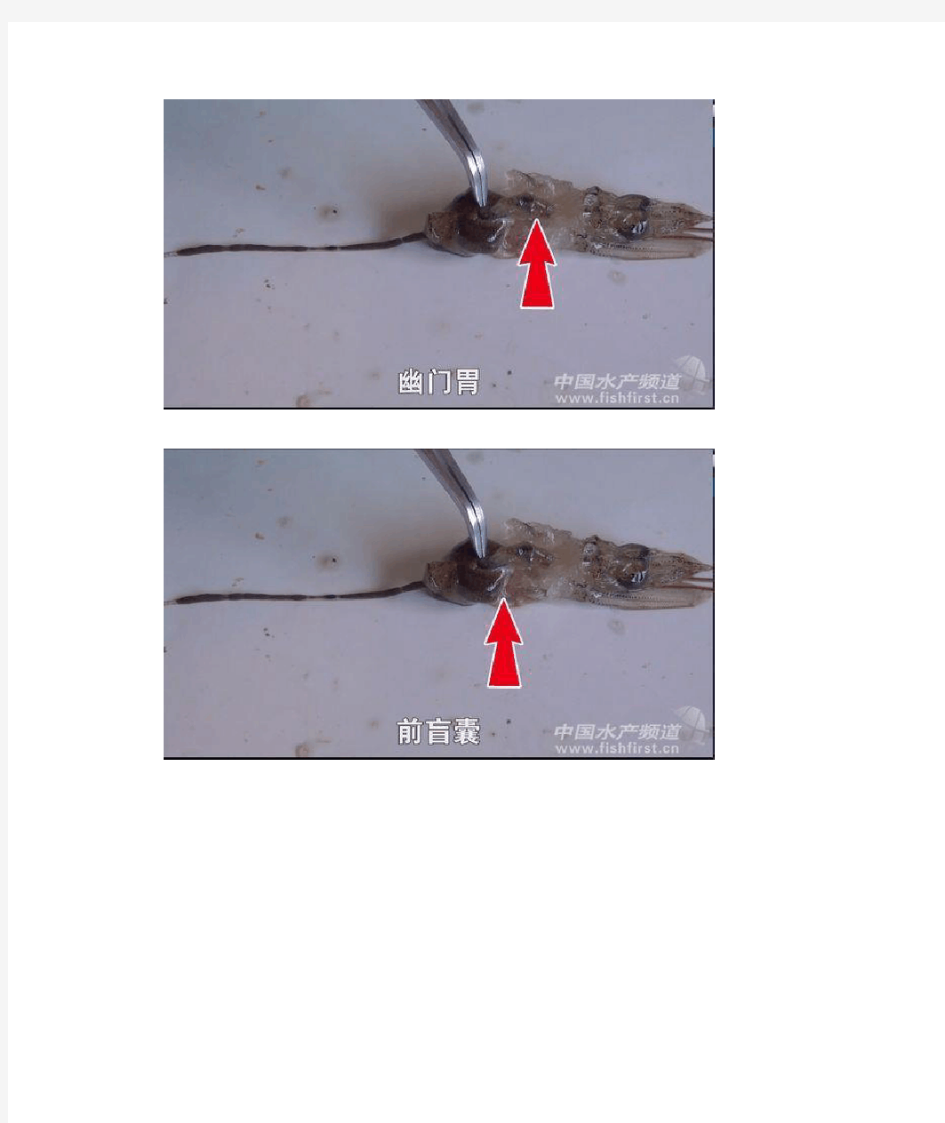 【清晰图】对虾消化系统实物解剖组图