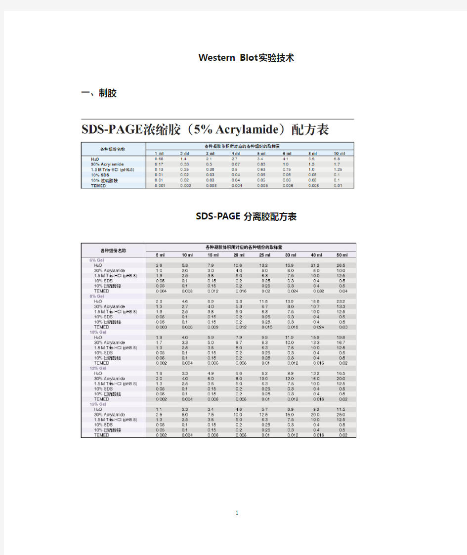 westernblot实验详细步骤(1)