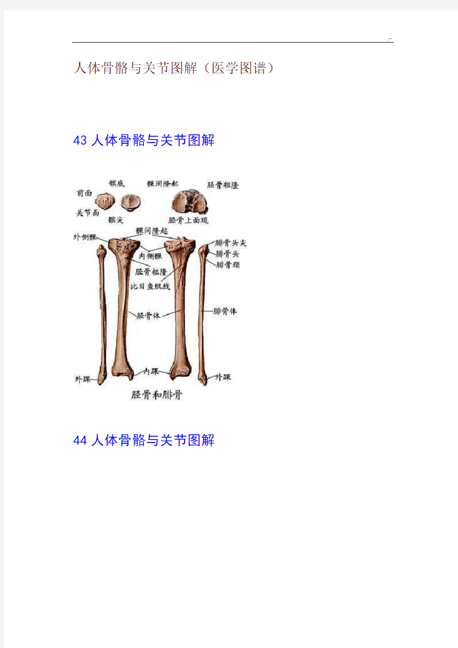 人体骨骼与关节图样分析