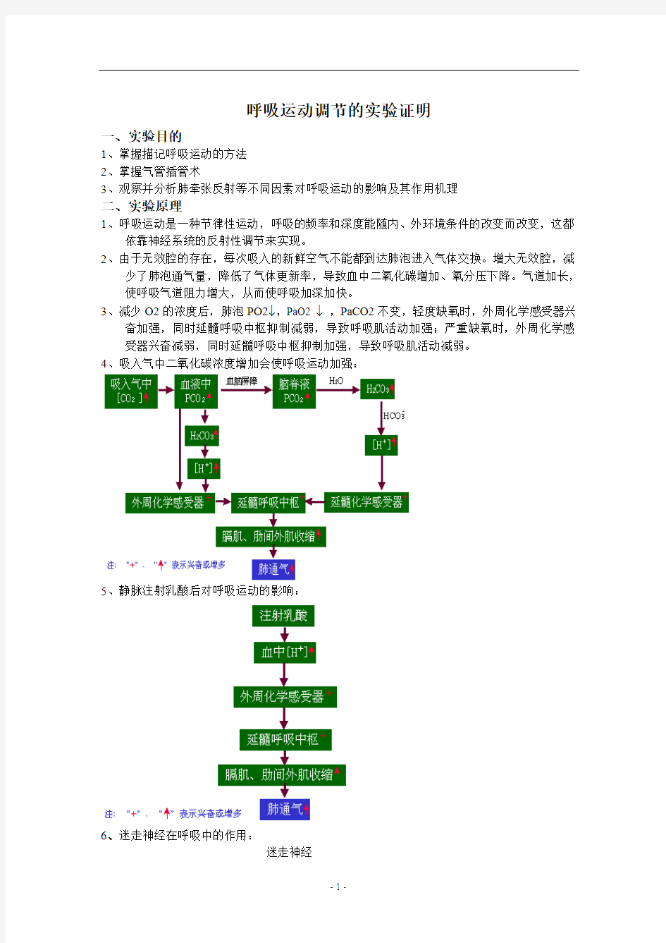 呼吸运动调节的实验证明