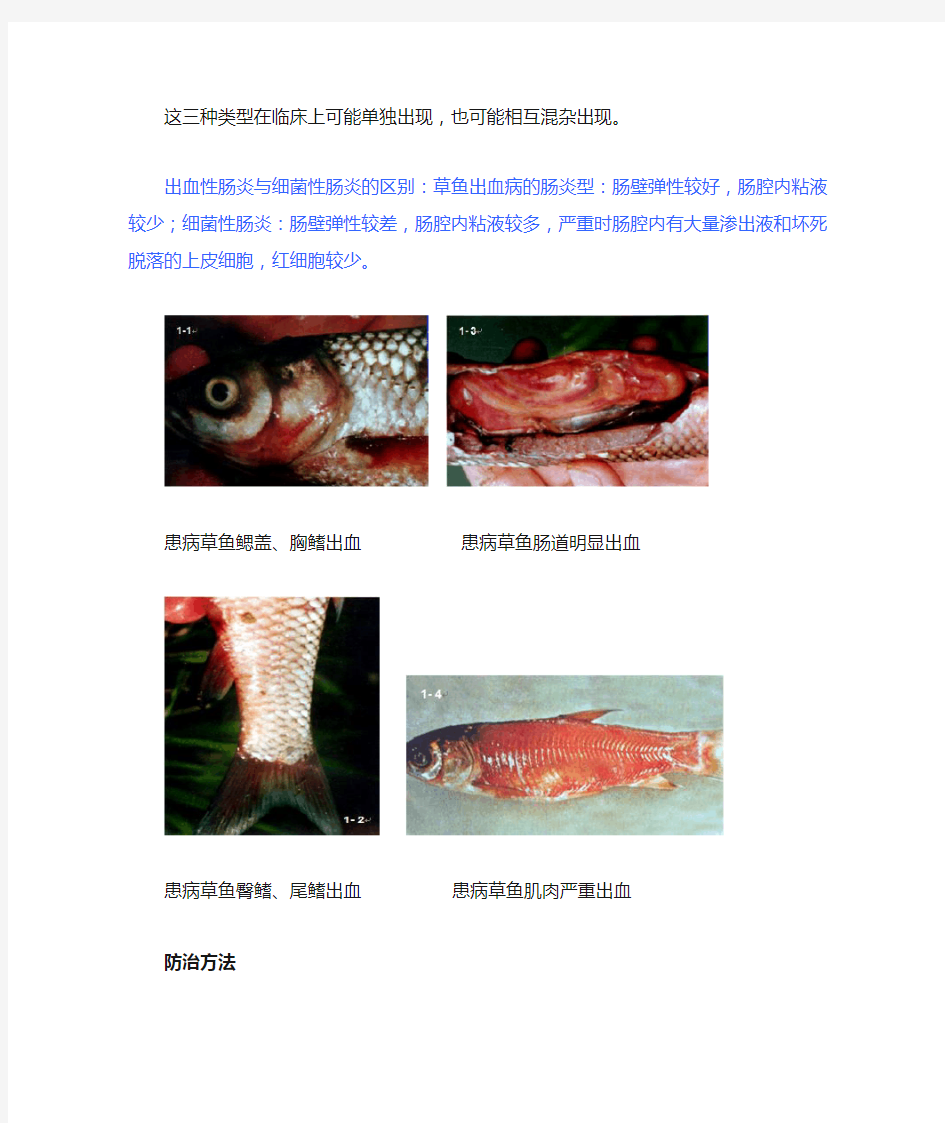 草鱼常见疾病症状及防治(1)