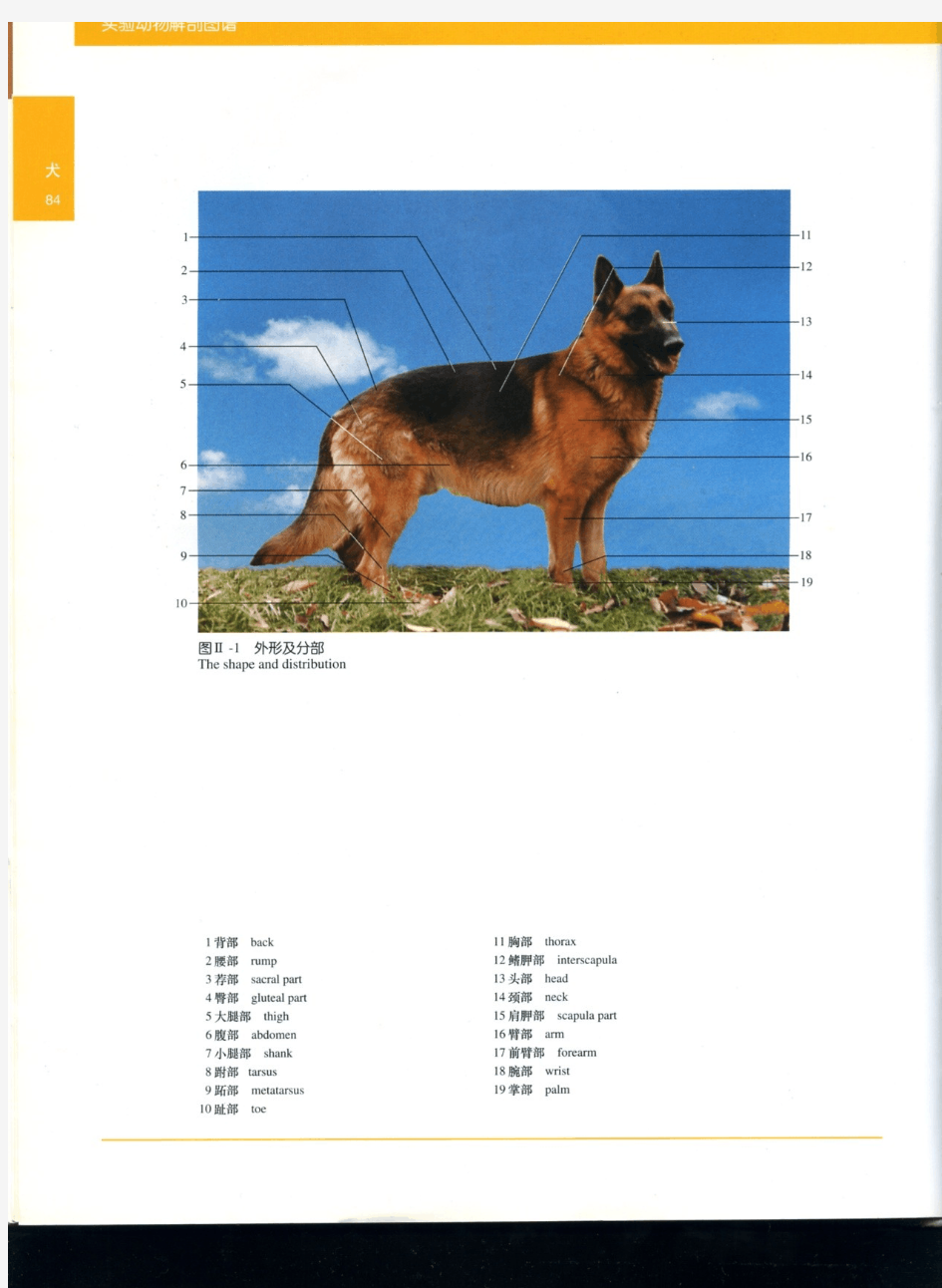 犬解剖图谱