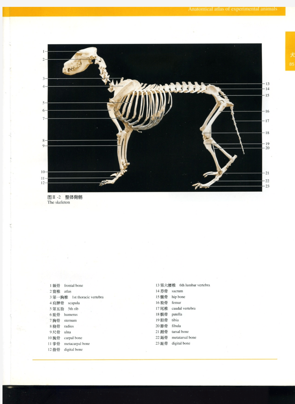 犬解剖图谱