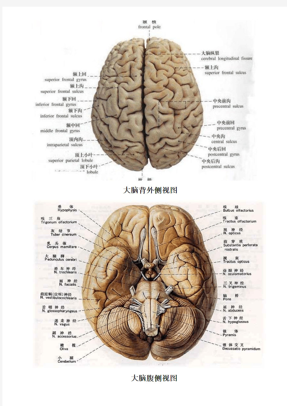 超详细大脑结构分区图