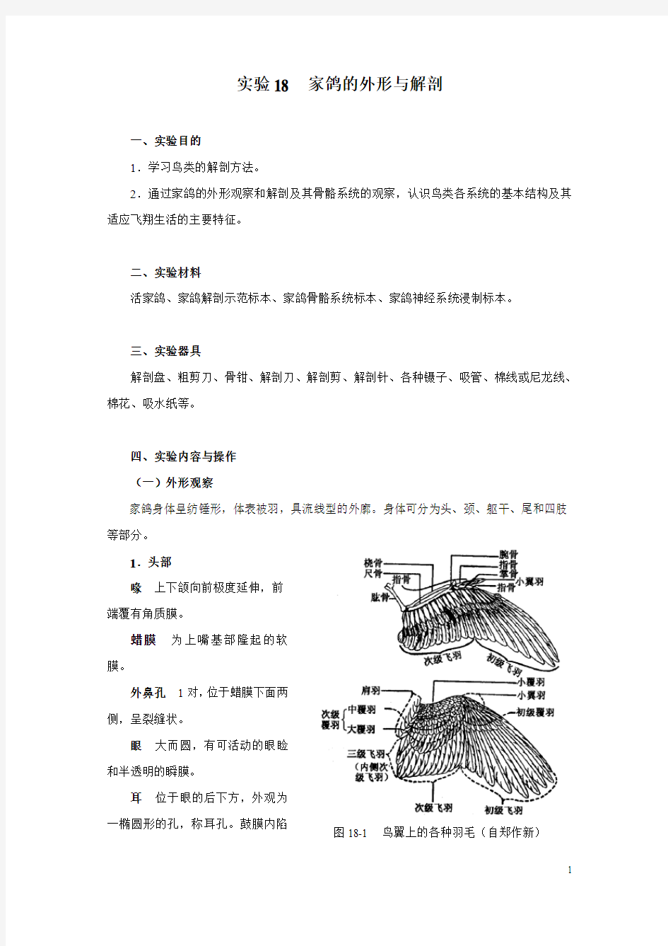 家鸽的外形与解剖