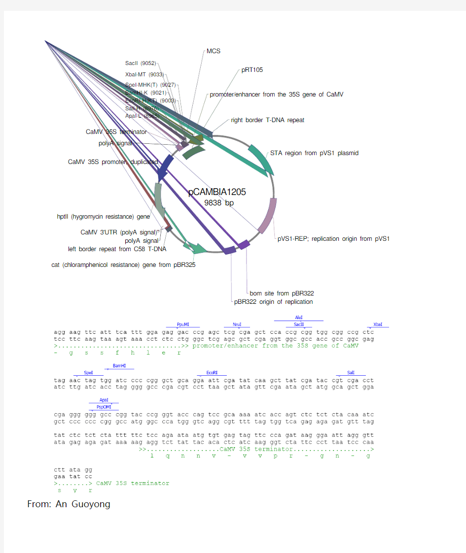 pCAMBIA1205超表达载体