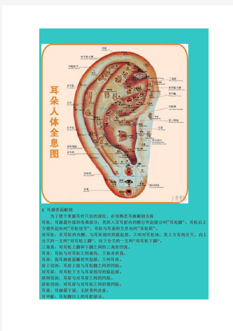 标准耳穴图(耳朵人体全息图)
