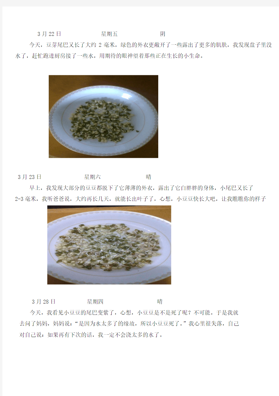 许明湘 绿豆的生长过程观察日记五则