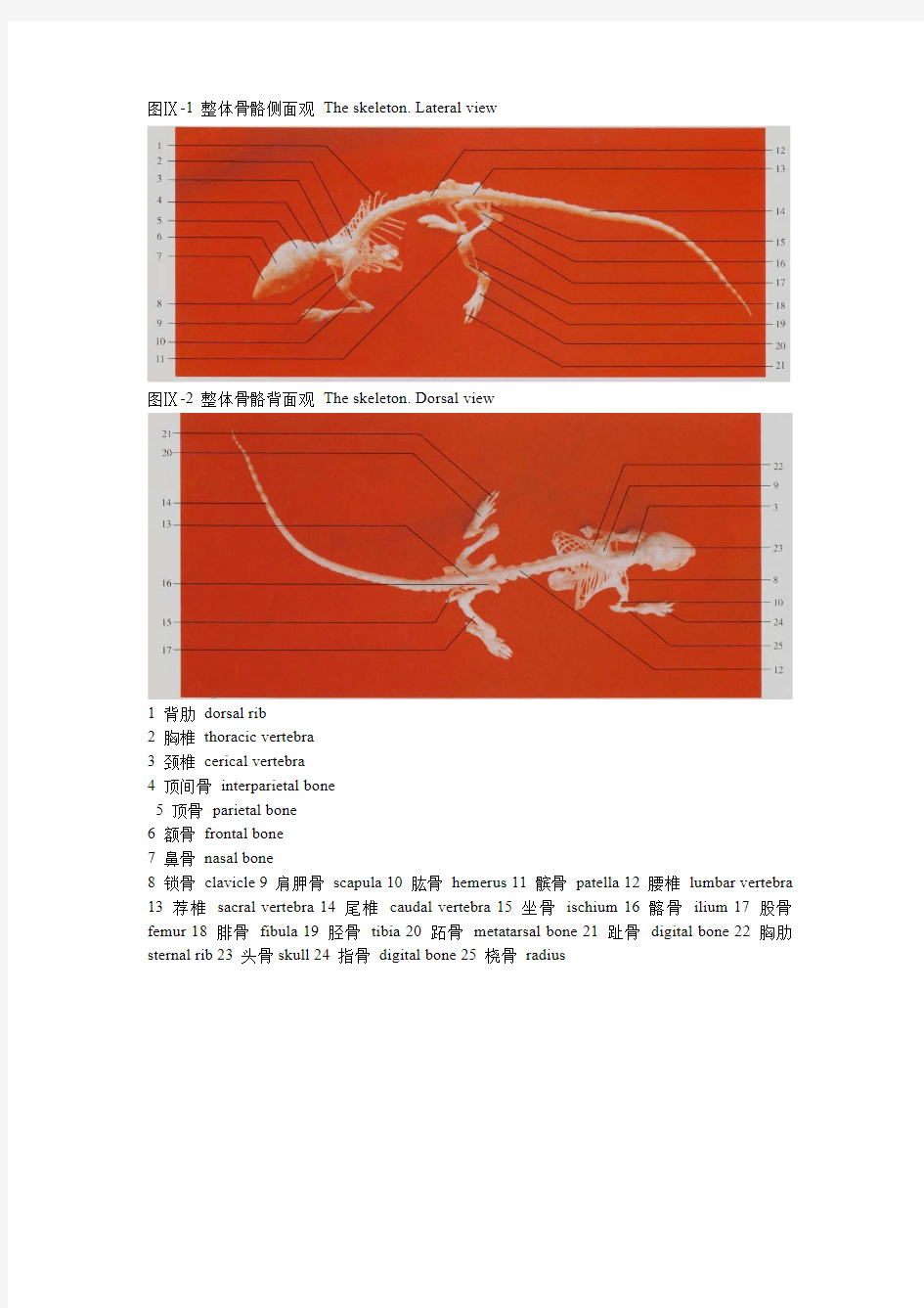小鼠解剖图谱