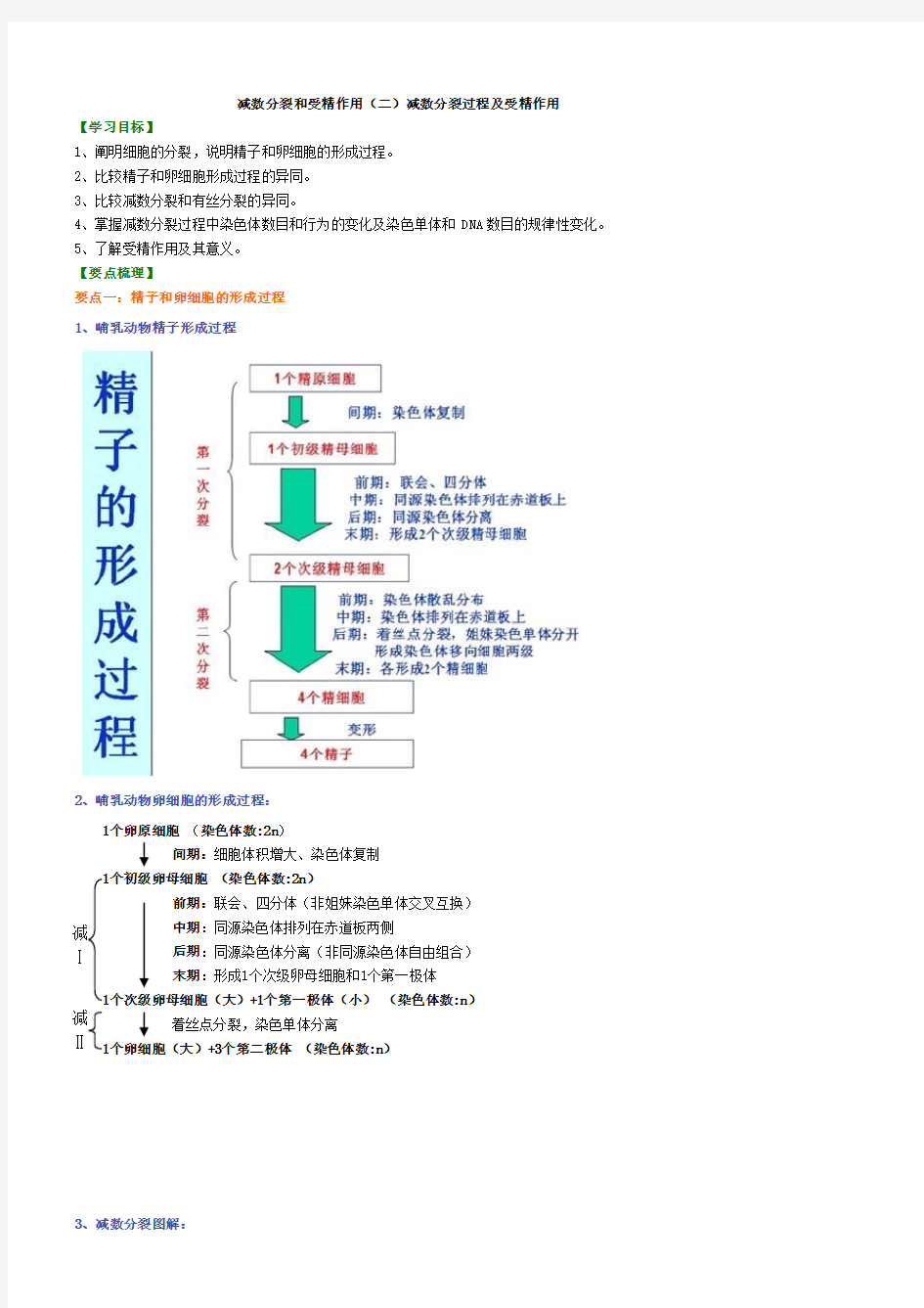 减数分裂二知识讲解