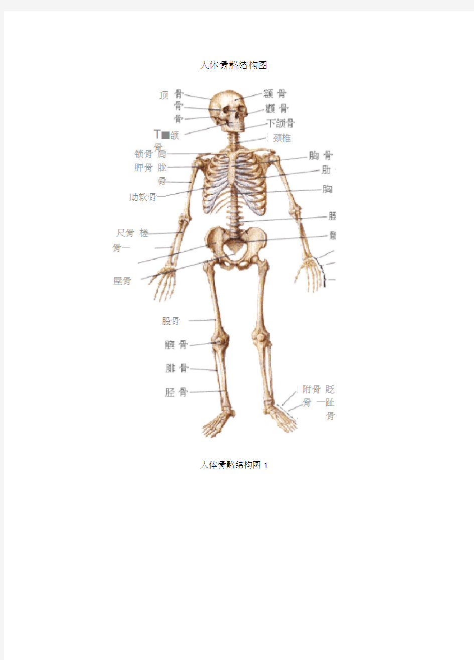 人体骨骼结构图