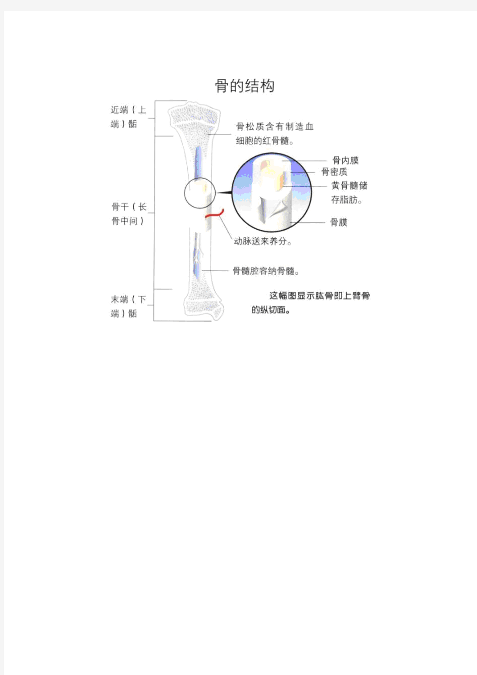 【免费下载】人体骨骼图全身 骨骼结构图