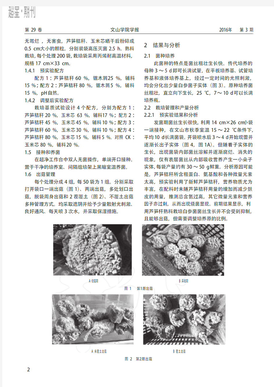 芦笋秸秆栽培白参菌技术探索