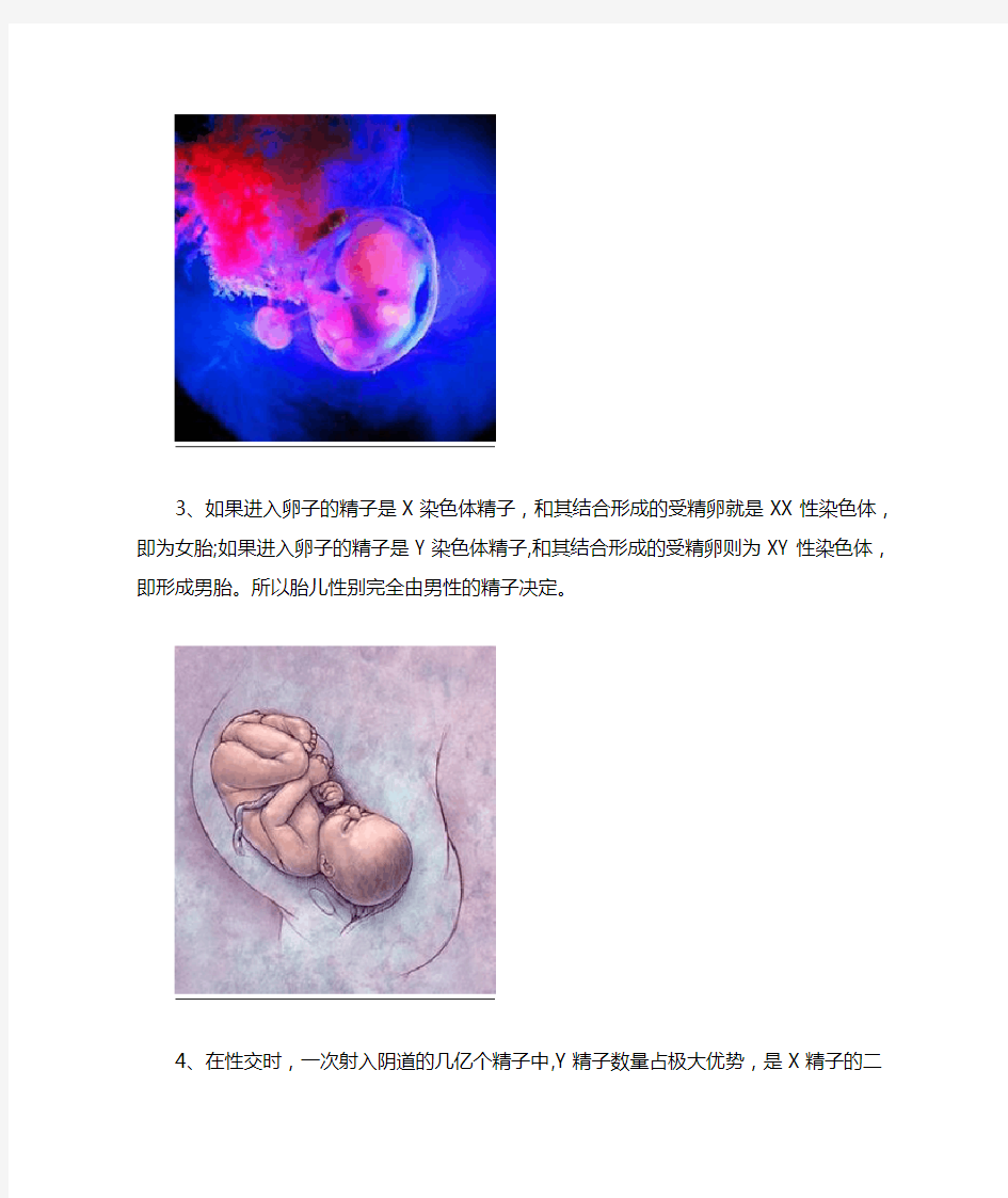 胎儿性别形成的过程演示图