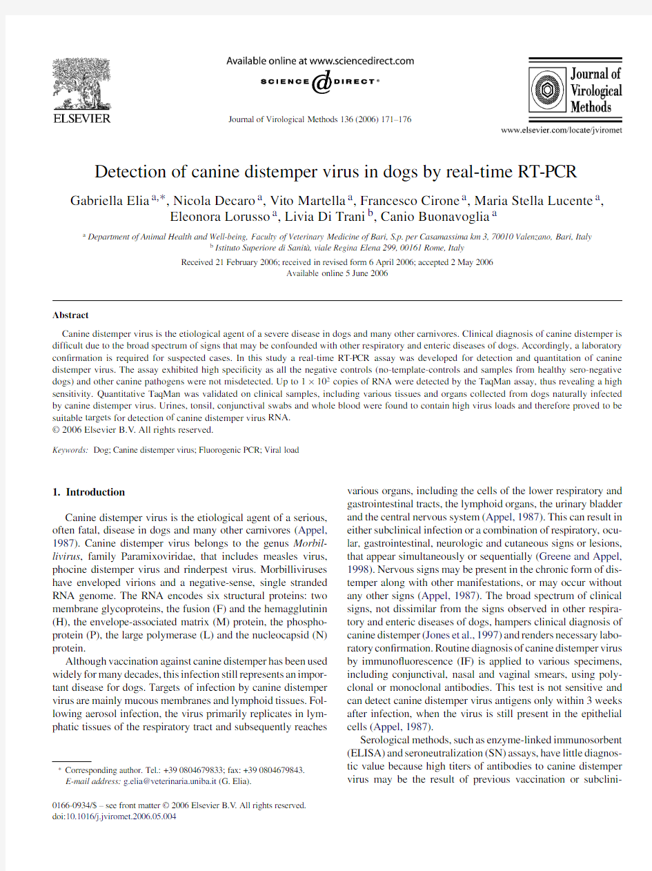 Detection of canine distemper virus in dogs by real-time RT-PCR