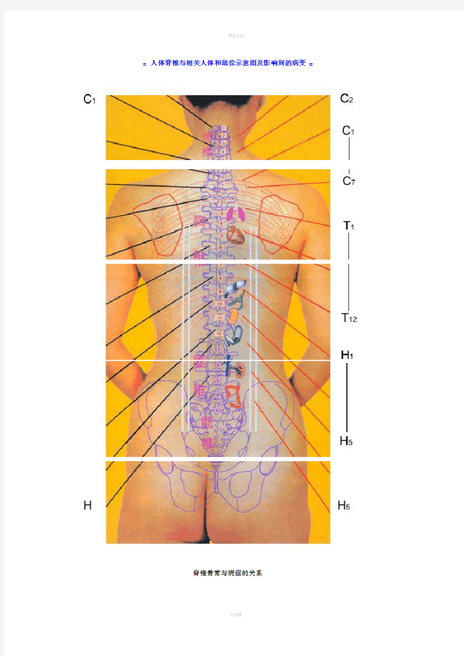 人体脊椎与相关人体和部位示意图及影响到的病变
