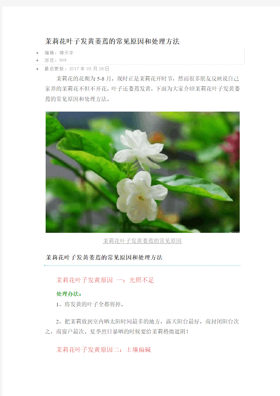 茉莉花叶子发黄萎蔫的常见原因和处理方法