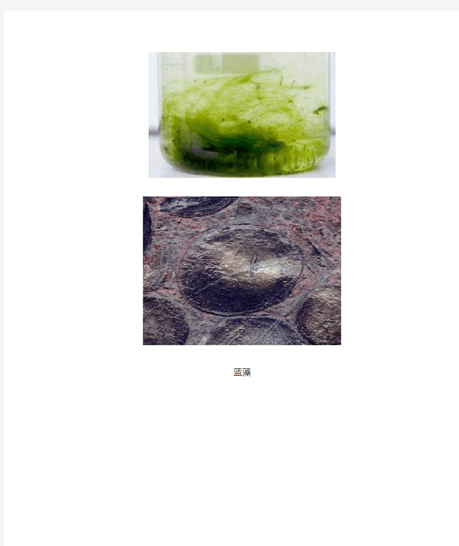 藻类简介及图片