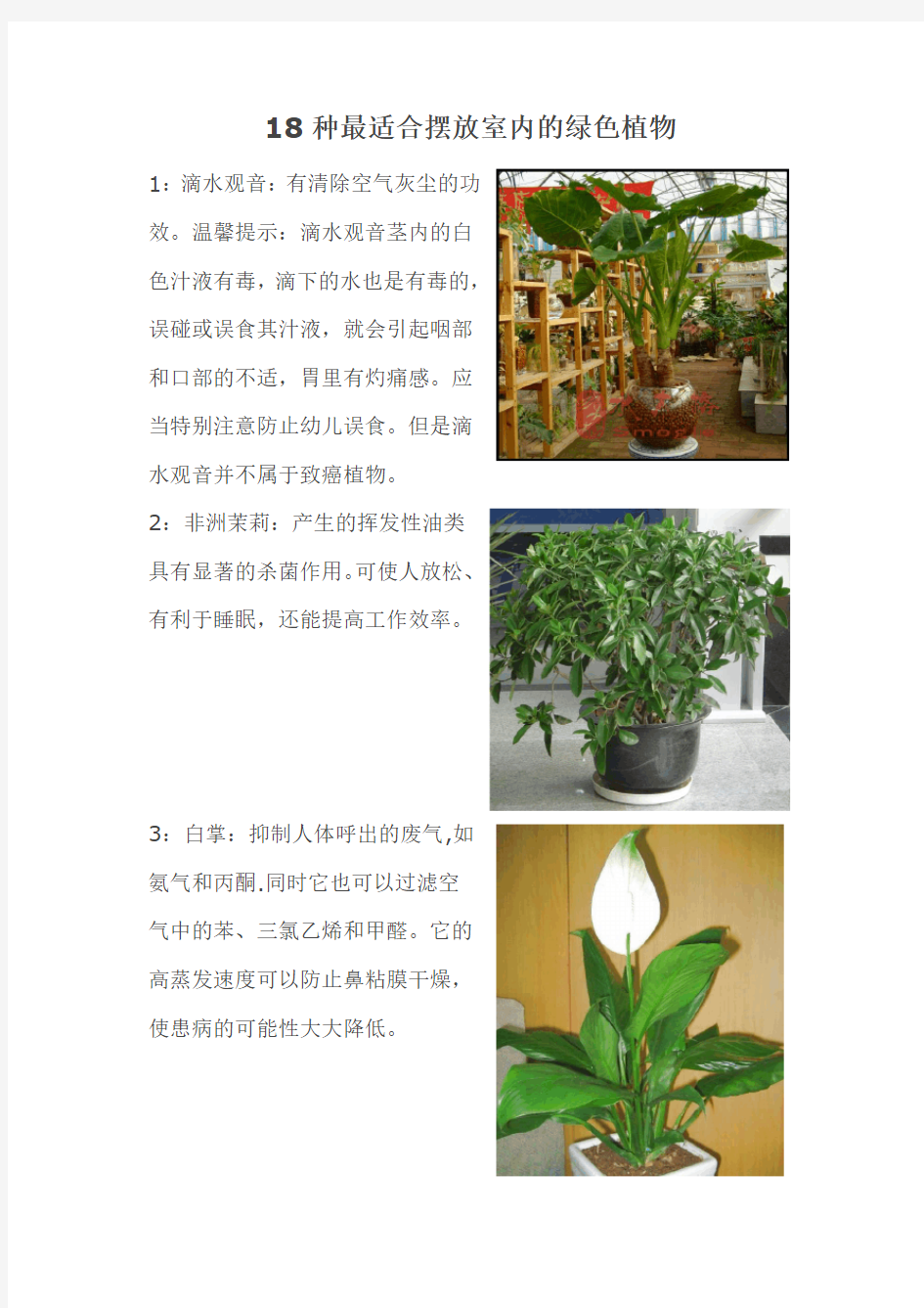 18种最适合摆放室内的绿色植物