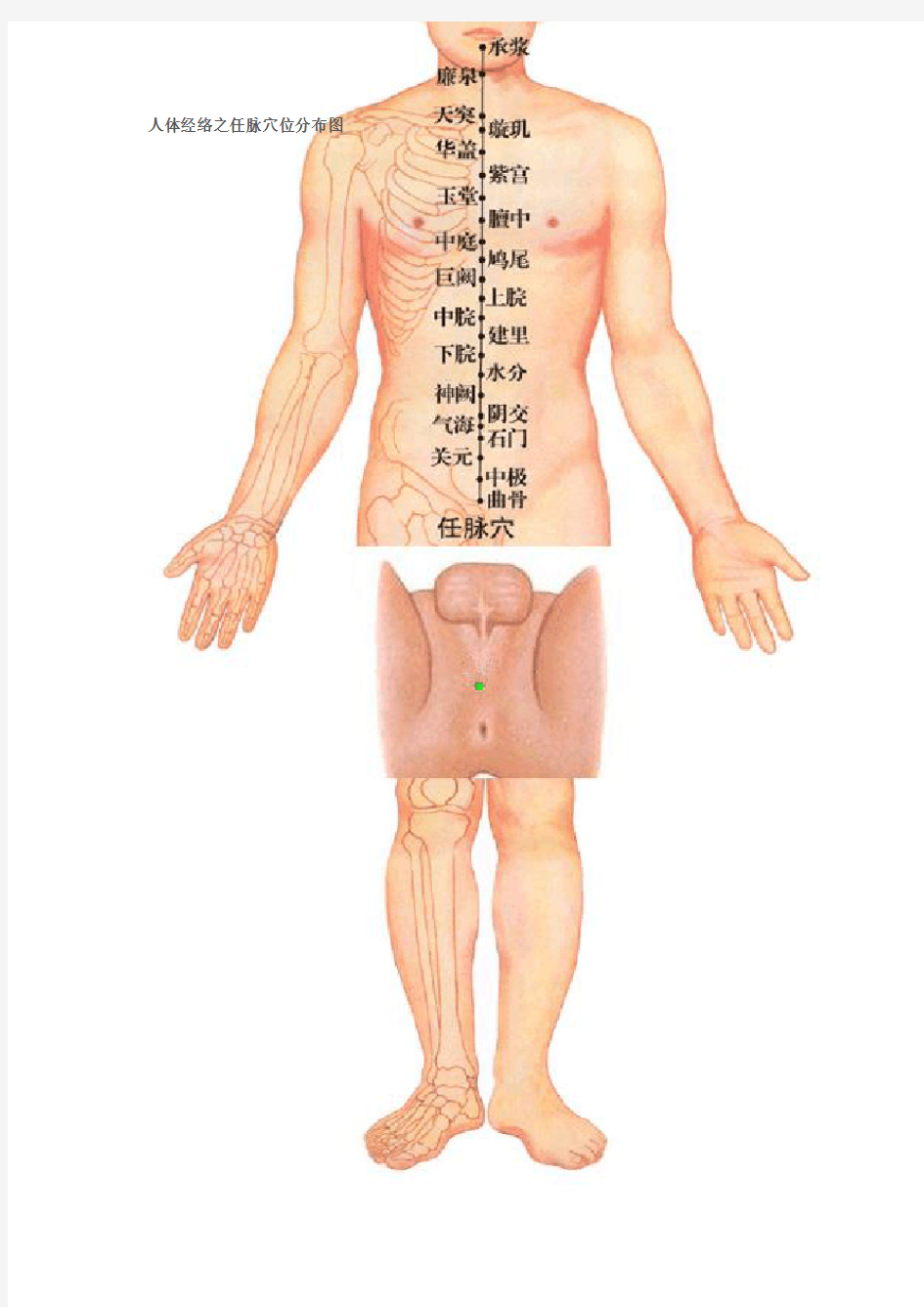 人体十四经络穴位分布图