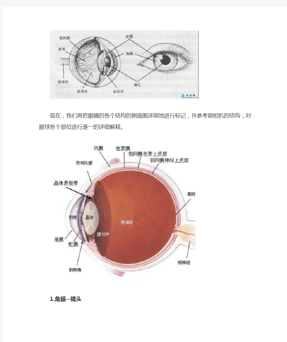 详解眼球结构(图片介绍)