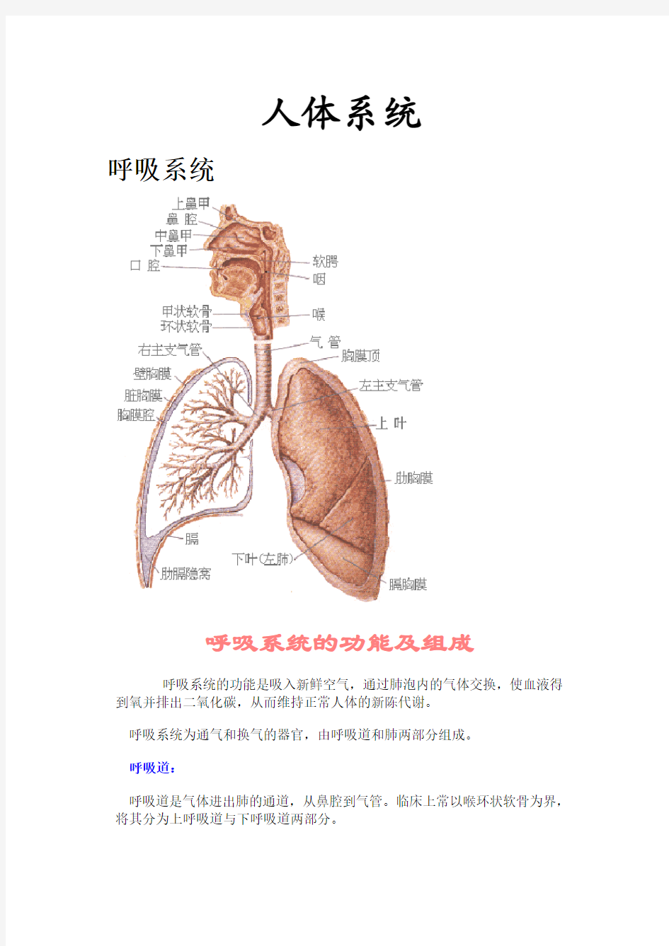 人体八大系统大全 (1)